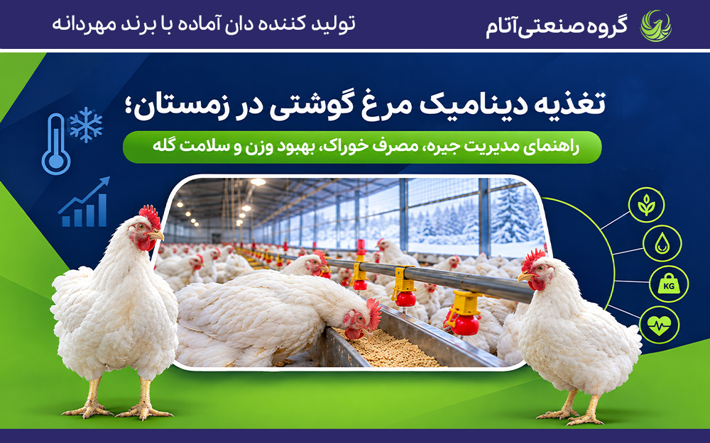 تغذیه دینامیک یا متغیر مرغ گوشتی در زمستان